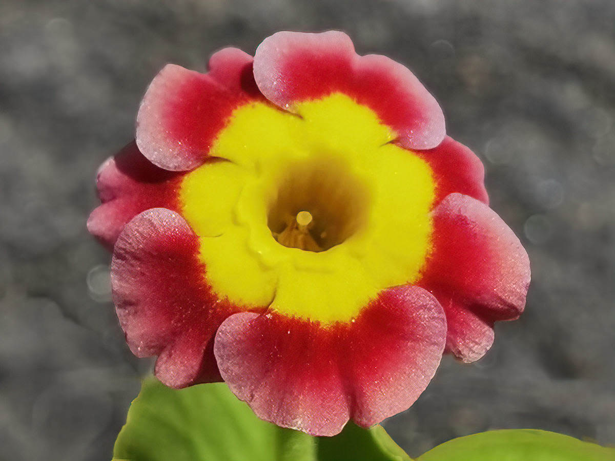 Primula x pubescens in bloom in a natural setting, with raspberry red petals and a bright yellow eye